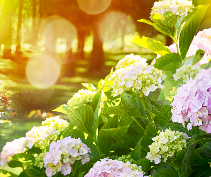 Summer In The Garden - December