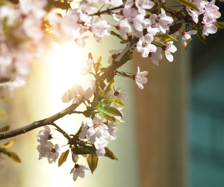 Spring Into The Garden - September