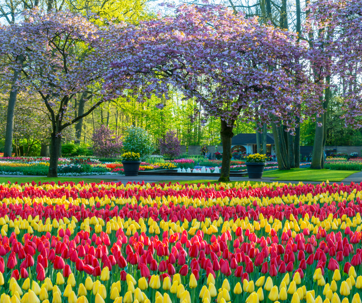 Spring In The Garden - October