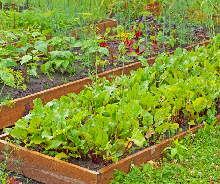 Spring In The Garden - November