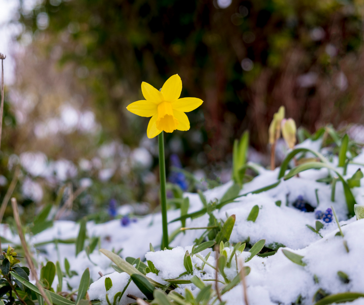 Winter In The Garden - August